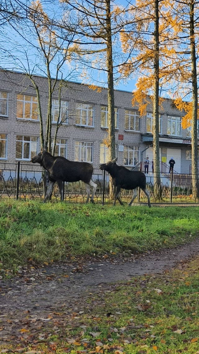 У 20 школы гуляет лосиха с лосенком 🦌