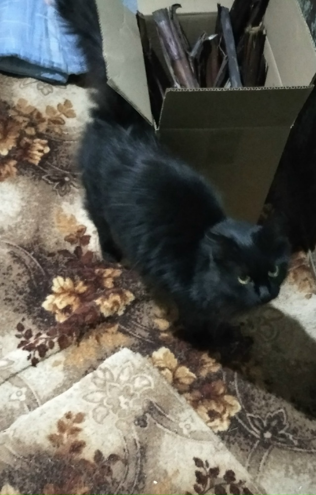 Чья кошечка в Богородском забирайте