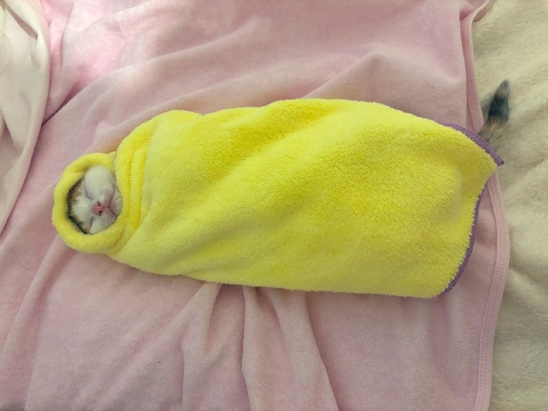 🥰 В Японии есть необычный обычай: если вы спасли котёнка, его укладывают «спать» в постель из омлета