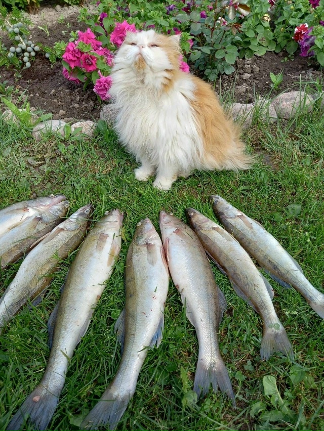 Вот как выглядит гордость настоящего рыбака🐠