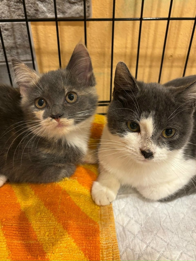 ➡️Кировск
Красивые малыши в поисках дома!!!
Две трёх ц...