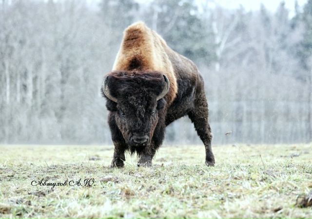 Сегодня заглянул в Подмосковный Сафари‑парк — и, каже...