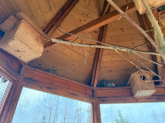 Милые обитательницы Дулевского парка уже сменили шубк...