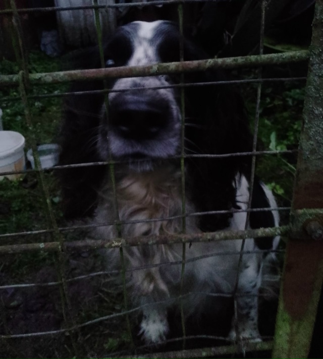 Хозин найдись 🙏
Прибилась собачка
Пишите в комментар...