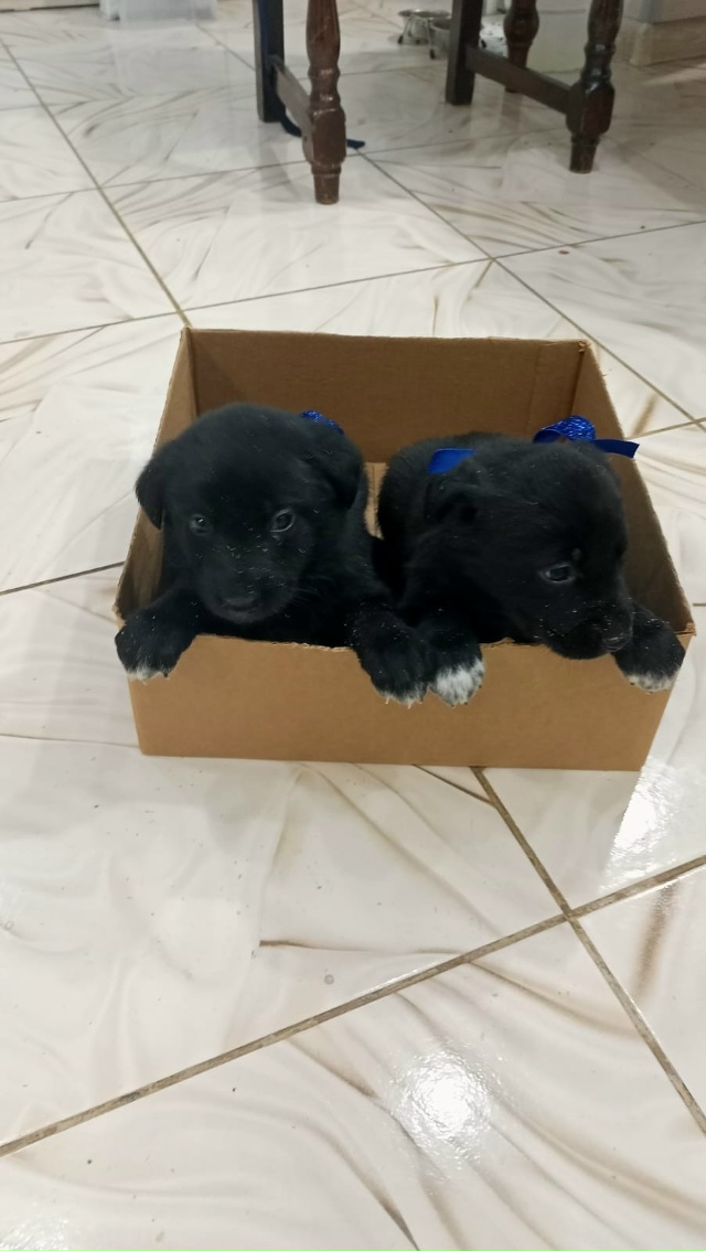 Отдам в хорошие руки щенков, 4 девочки, 2 мальчика, возра...