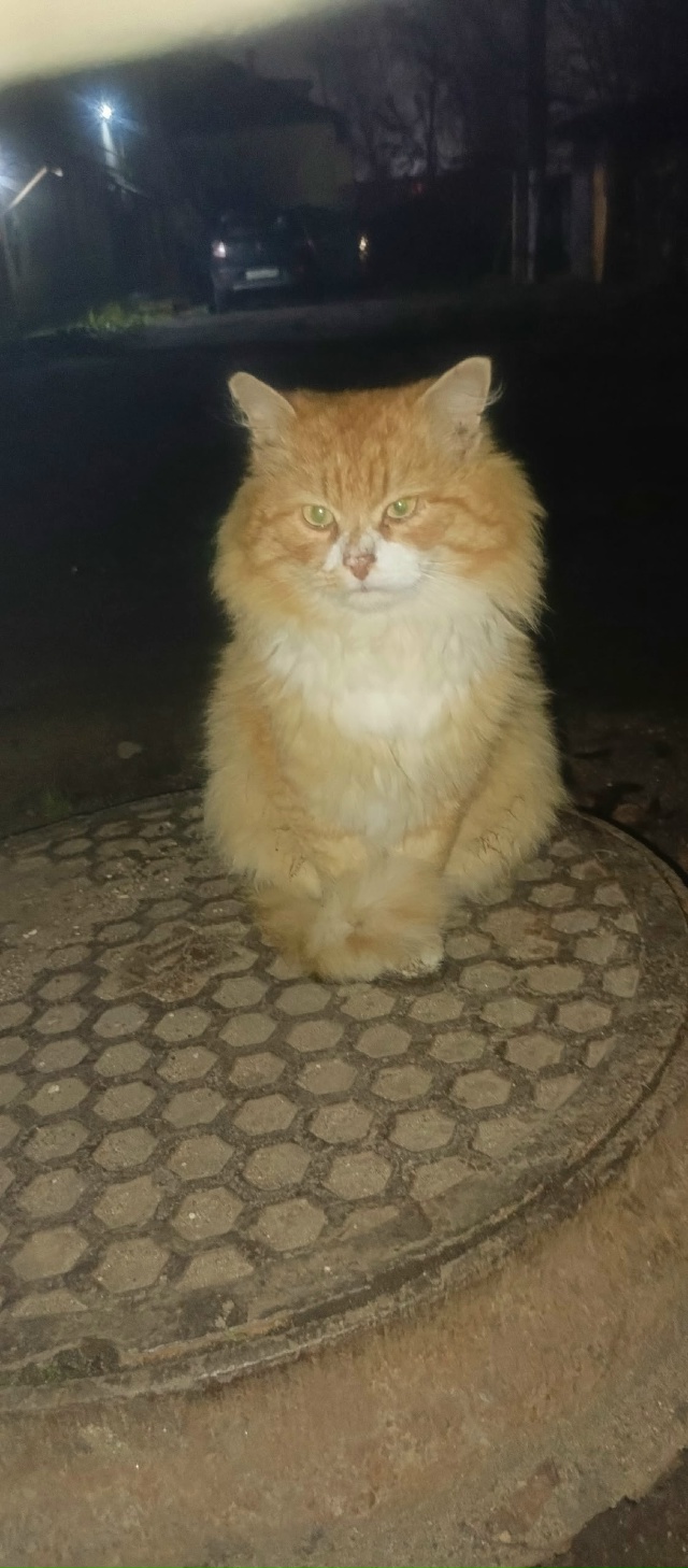 Чей котик, искали как-то похожего?