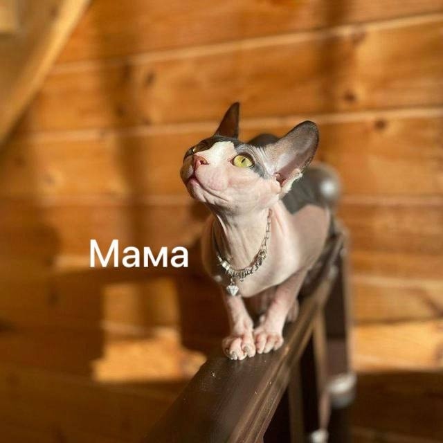 🩵😻🩷Продаю Милашeк-Очаровашек💗 Приoбрeтая ceбе сфин?...