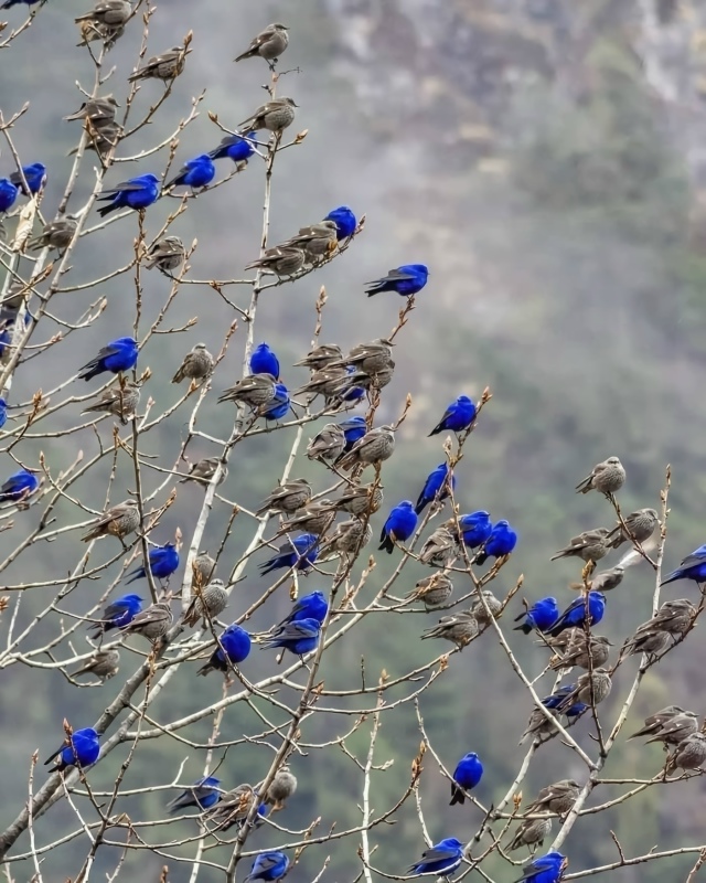 Грандала или Лазоревая птица
Самцы блистают синевой, ?...