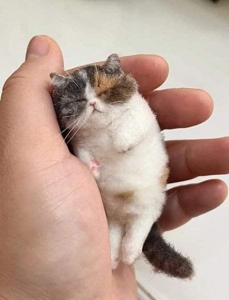 Карманный котик))) =»>