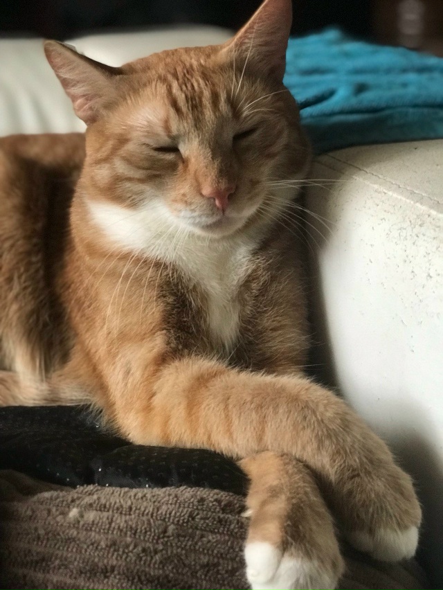 Бубик Лорда изображает)