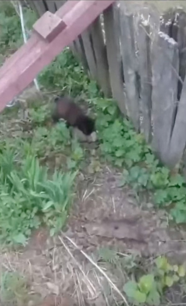 Кот-охотник какой-то получается!