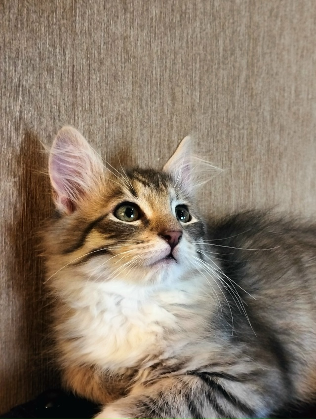 Санкт Петербург и ЛО! Мальчишка Кузя ищет дом и своего ?...