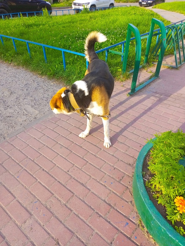 Чей пес бегает с поводом. Испугал ребенка. И когда друг?...