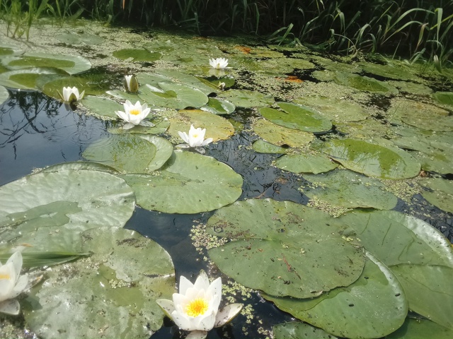 Восхитительные белые кувшинки- подарок во время сплав?...