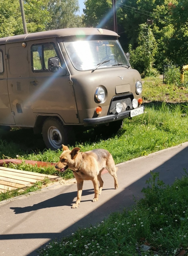 Чей потеряшка? С ошейником. Сегодня пришёл. Стрелецкая,...