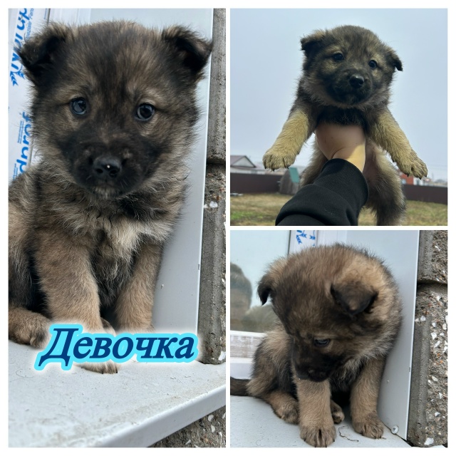 Здравствуйте, прекрасные малыши-мишутки в добрые руки?...