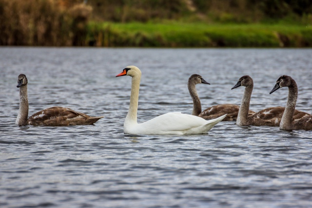 Осенняя красота пруда (с.Орда) ???