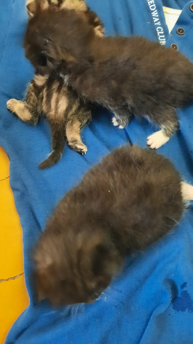 Здравствуйте, найдены котята, им примерно неделя.
Врод...