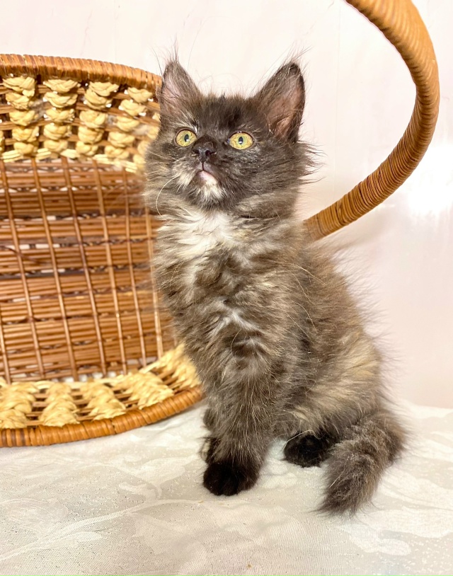 Срочно! Отдаётся даром эксклюзивный комплект в Можайс?...