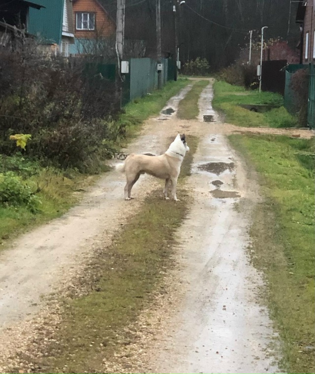 01.11 прибежала собака. В близи деревни Апухтино. Бегает ?...