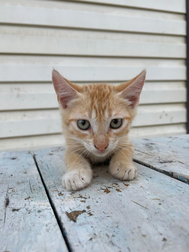 Котята в добрые руки. 🐾🐈
Рыжий-мальчик, все остальные...