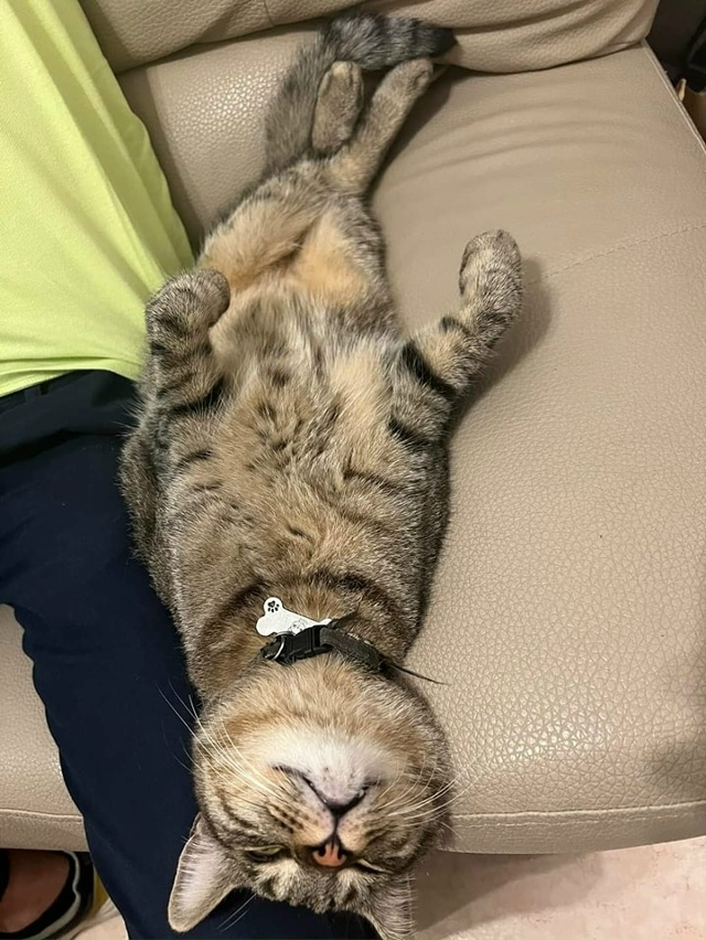 Пушистых снов!