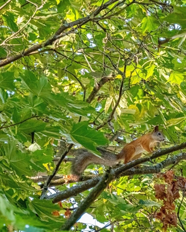 Белочки в Волжском парке 🐿 📷 Сергей Чекалов