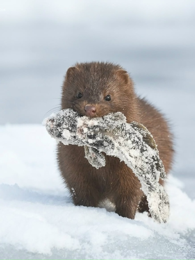Норка — маленький, но очень умелый охотник.
Она обожа...