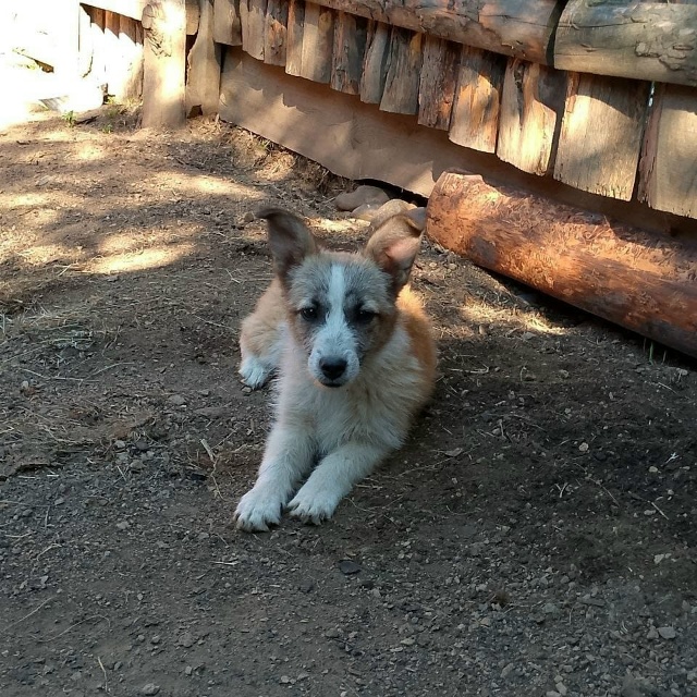 📍г. Бородино.
Отдаются в добрые руки собачки разного в...