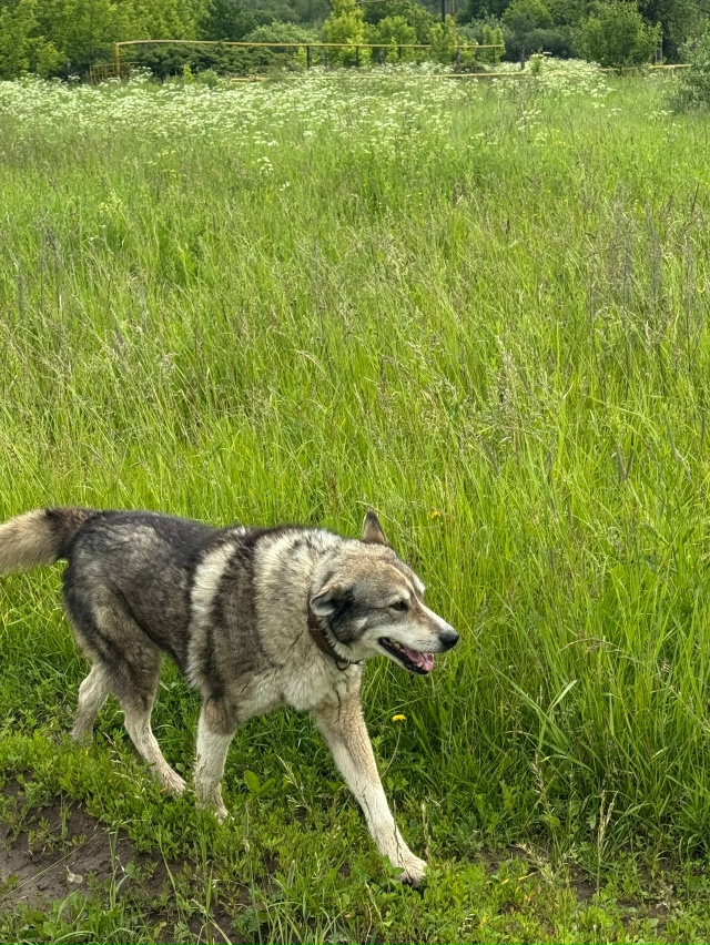 Дорогие переславцы, помогите, пожалуйста, найти нашу с?...