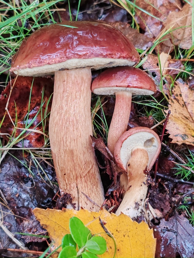 Грибные дары 🍄
г. Рыбинск
13.10.2025 г.