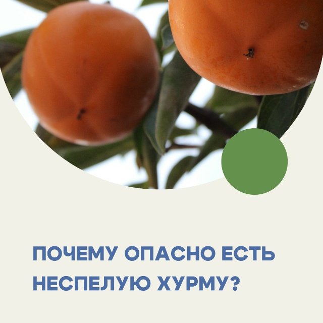 Несозревшие плоды содержат слишком много танинов – ду...