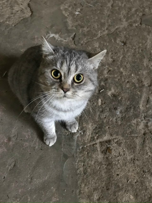 Пропала кошка в районе СХТ откликается на кличку Мэри ,...