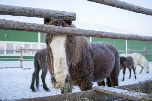 Вы знали, что в Тельвиске есть прекрасный символ насту?...