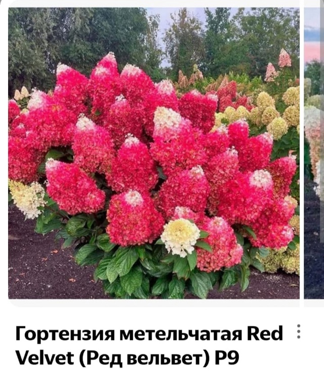 Предлагаю вам гортензии и хосты разных сортов.
Гортенз...