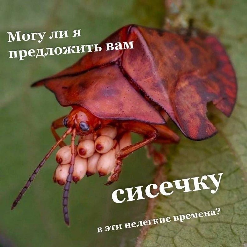 Он, когда мне нужна помощь: привезет, отвезет, прикрутит, донесёт
Я, когда ему нужна помощь: