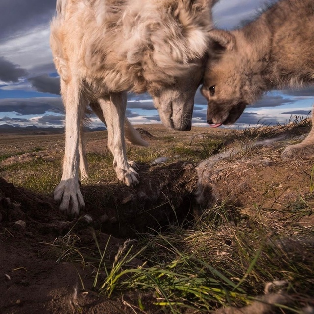Фотоловушка запечатлела редкий и трогательный момент ...