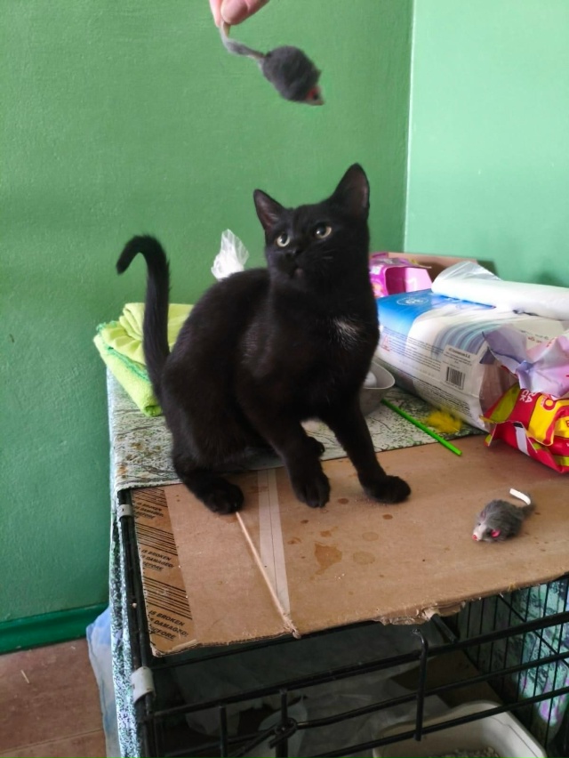 ВОЛГОРЕЧЕНСК ❗
Ласковый мальчишка ищет любящих 