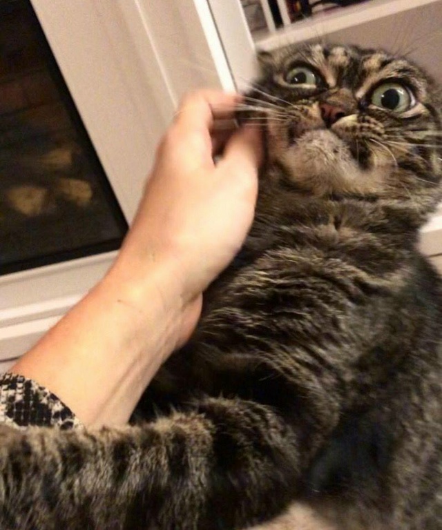 - А кто это у нас тут такой утютюшечка?
- Руки убери!