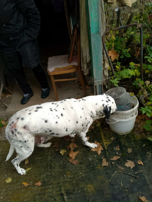 ЛЮДИ! ДОРОГИЕ!🛑⚡Ярославцы!
У нас вселенское горе 😭: ...