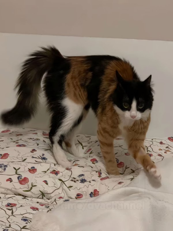 Знакомьтесь: это трёхцветная кошка по имени Китти. Она выглядит так, будто её собрали из разных коша