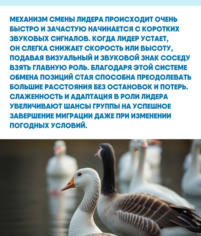 Доверие и сотрудничество внутри стаи гусей позволяют ?...