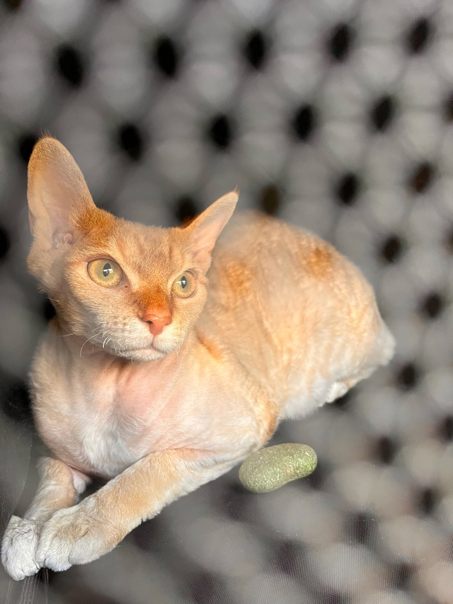 Моя Сыра , Сырок . В прошлой семье была Багирой .
Взяли п...