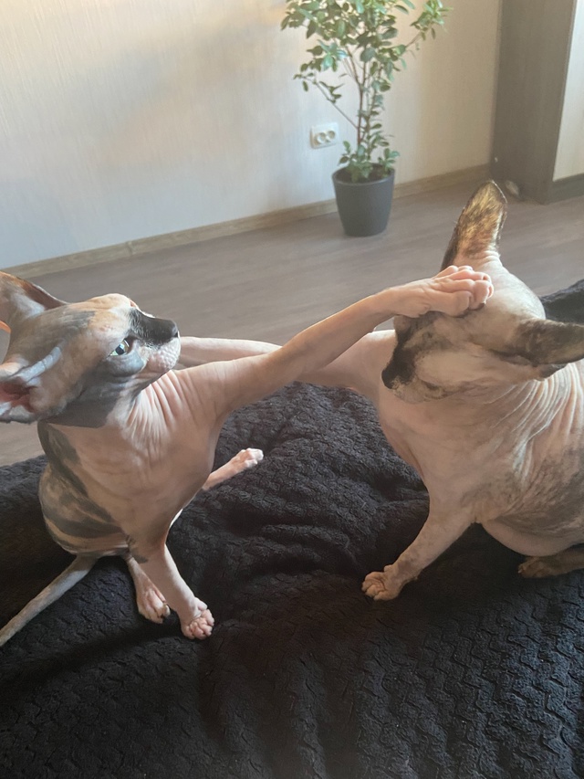 Мои всратые девочки❤️