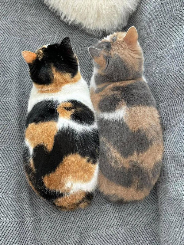 Када в принтере закончилась краска