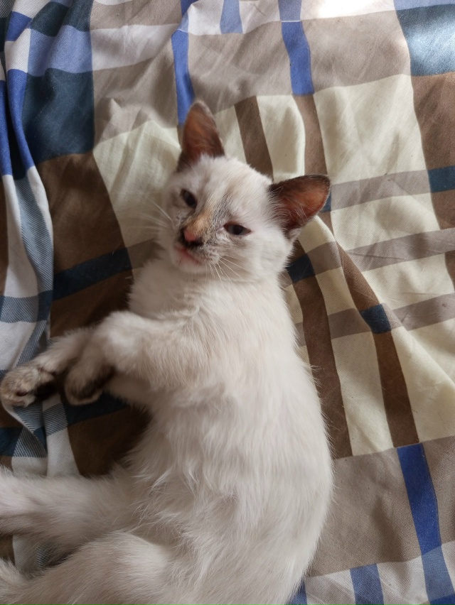 Отдам в добрые руки
2 кошки