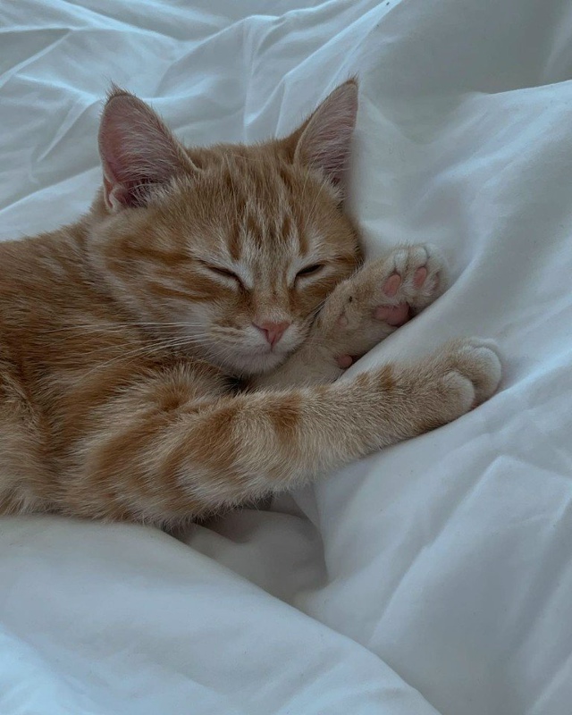 Котики - это маленькая любовь..