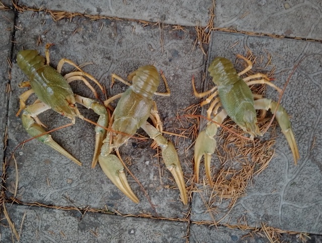 24.10 пятница свежий привоз рака, 🦞🦞🦞 чистый, бодрый, о...