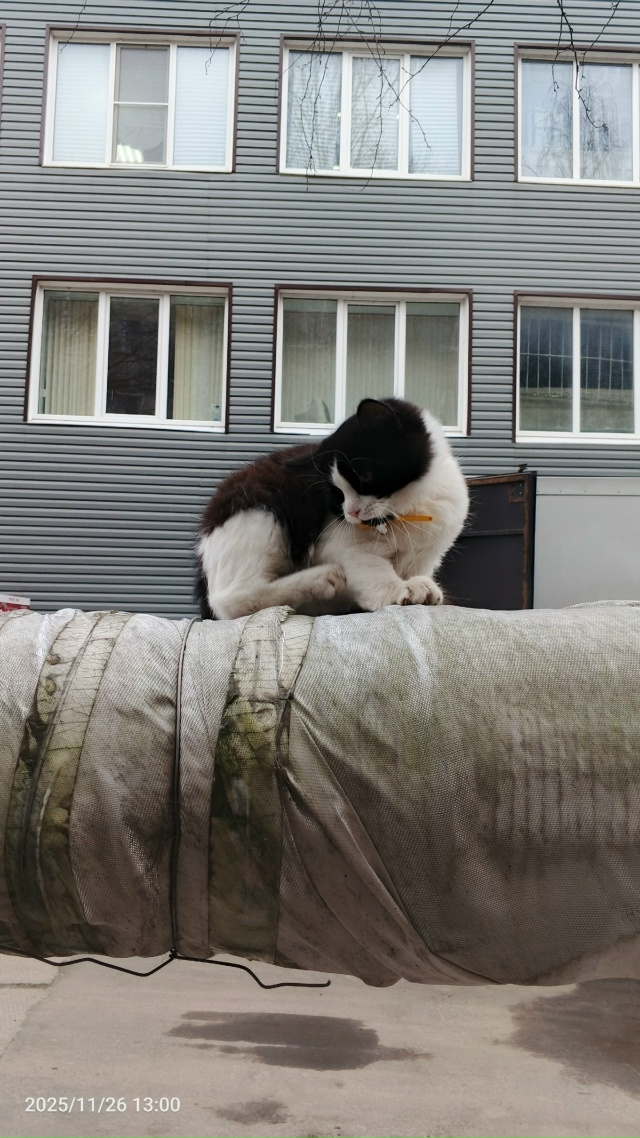 Котенок у дом быта, видно что домашний, может у кого убе...