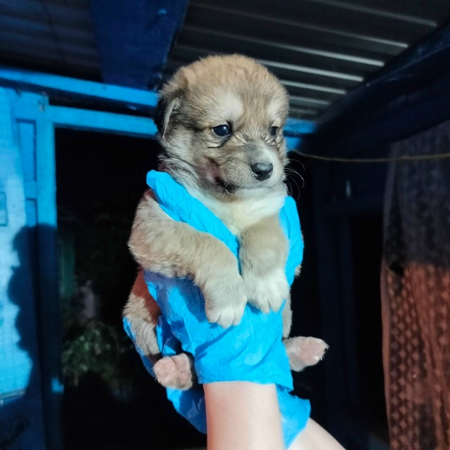 Отдам в добрые руки щенков. 1 девочка и 2 мальчика. 8987137428...